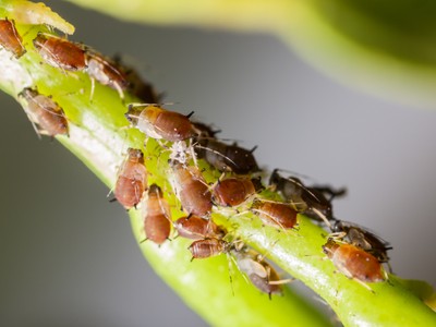 Pest control service in Medinipur