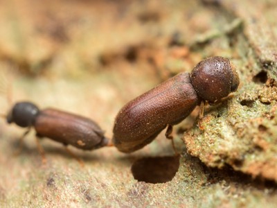 Pest control service in Medinipur