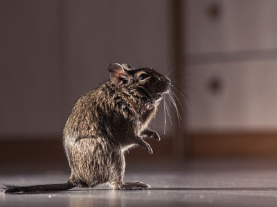 Pest control service in Medinipur